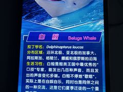 景点-多彩贵州城极地海洋世界