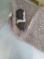 -神奇动物撸宠馆·羊驼·小浣熊·异宠(豫园店)