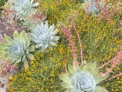 -墨尔本皇家植物园