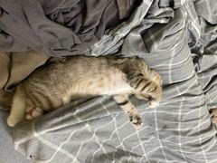 -创凡宠物医院·骨专科  猫科中心(西乡分院)