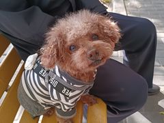 -美联众合动物医院·24h京西诊疗中心