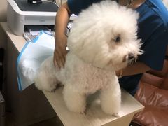 -A猫a狗全科·犬猫异宠·芥西宠物医院(南开总院)