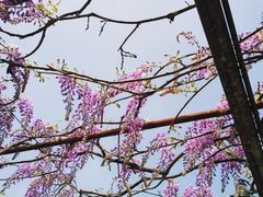 -嘉定紫藤园