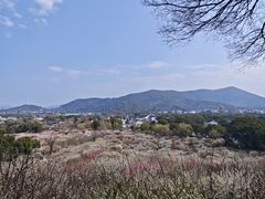 -香雪海