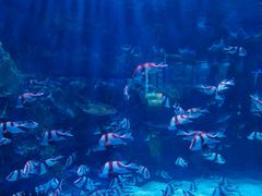 -海合安成都极地海洋公园