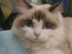 -欣宠猫屋·矮脚拿破仑·蓝金金渐层