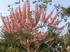 -深圳国际园林花卉博览园