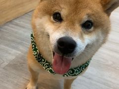 -柴迷FANS CLUB·柴犬狗咖·猫咖