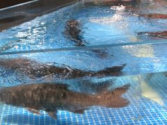 -绿杨春·淮扬宴(庐山路店)