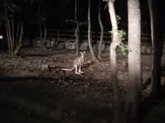 -清迈夜间动物园