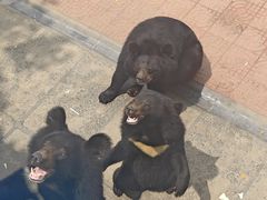 -西霞口神雕山野生动物世界