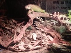 -萌宠奇缘