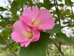 -春花秋色城市公园