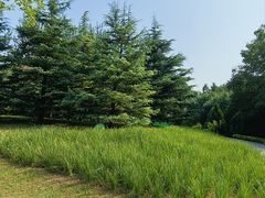 -大望京公园