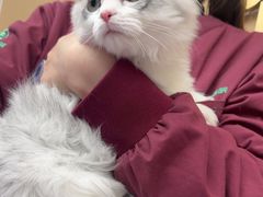 -瑞派康怡24h宠物医院·犬猫医疗中心·微创绝育(瑞景分院)