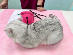 -北京观赏动物医院·24小时大型综合·猫专科·异宠专科