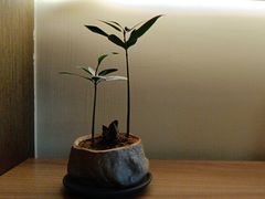 -小茶闲舍·观景商务茶馆(广州塔店)