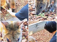 -费瑟代尔野生动物园