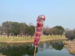 -贡湖湾湿地公园