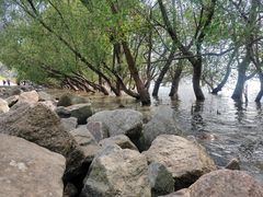 -宝安西湾红树林湿地公园