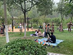 -合肥滨湖国家森林公园