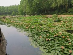 -云岗森林公园