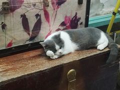 -猫咪博物馆(顶澳仔猫街店)