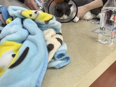 -艾贝尔宠物医院 ·内科全科(梁溪路店)