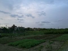 -上海崇明金茂凯悦酒店