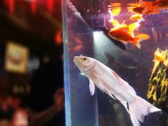 -老宅子私房菜馆(大理古城店)