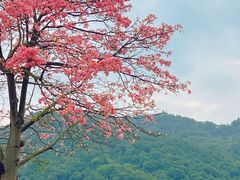 -风云岭森林公园