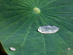 -麦当劳(莒县服务区店)