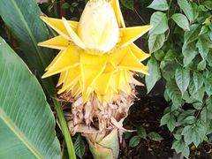 -吉祥格桑花开素食餐厅