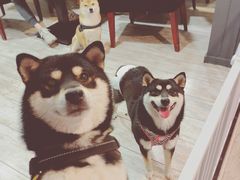 -百好乐宠物友好餐厅(朝外大街店)