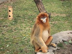 -西安秦岭野生动物园