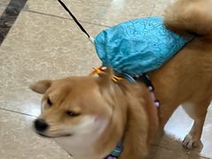 -瑞鹏宠物医院·宠保定点·心脏科·内科(御桥分院)