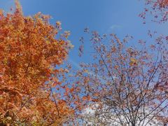 -上海滨江森林公园