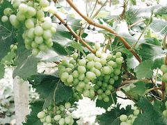 -马陆小张葡萄园农家乐