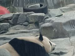 -武汉动物园