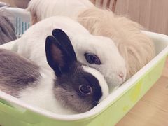 -藦茜花园宠物主题亲子互动体验馆(国顺东路店)