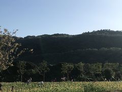 -艾米稻香小镇