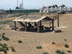 -新疆天山野生动物园