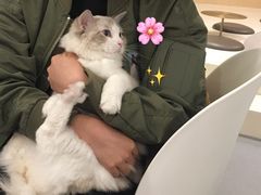 -飞行喵MR PILOT|猫舍·猫咖(静安大融城店)