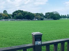 -崖口煲仔饭
