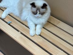 -爪爪喵星球·猫舍(卓悦中心店)