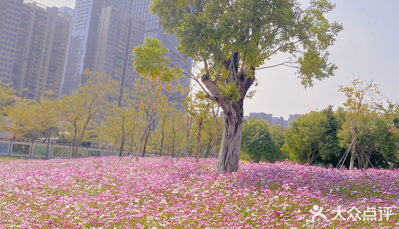 深圳最美格桑花海
