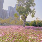 深圳最美格桑花海