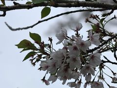 -天目山大树王景区