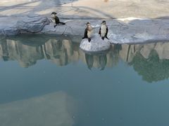 -合肥野生动物园