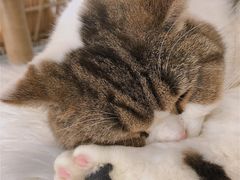 -共舞时光猫咖·狗咖(新街口店)
